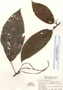 Image of Myriocarpa longipes