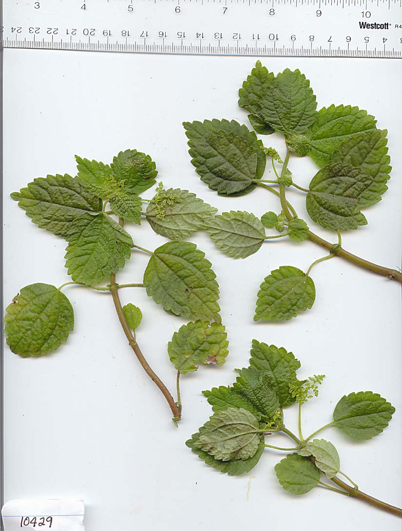Urticaceae image