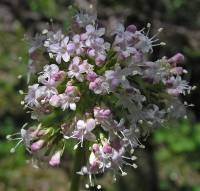 Image of Valeriana capitata