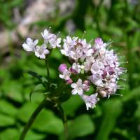 Valeriana acutiloba image