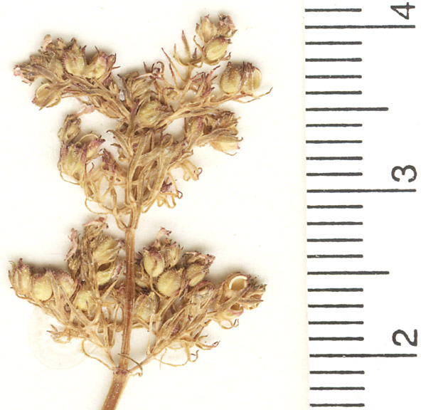 Plectritis ciliosa subsp. ciliosa image