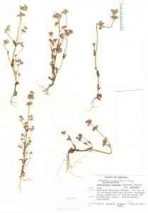 Plectritis ciliosa subsp. ciliosa image