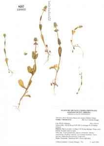 Plectritis ciliosa subsp. insignis image