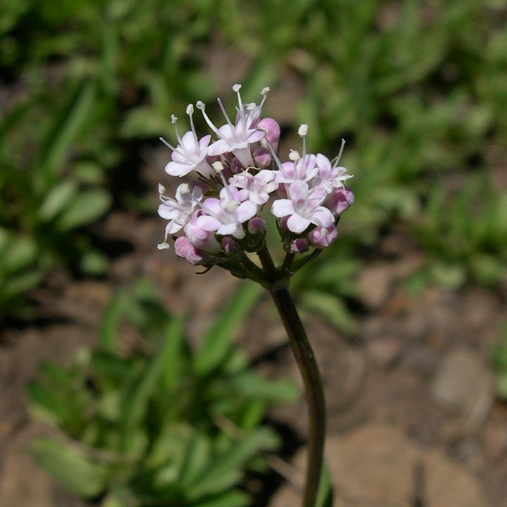 Valeriana acutiloba image