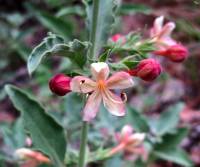 Clerodendrum coulteri image