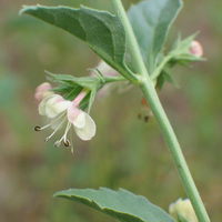 Image of Clerodendrum coulteri