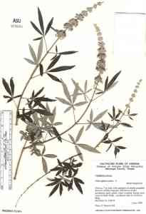 Vitex agnus-castus image