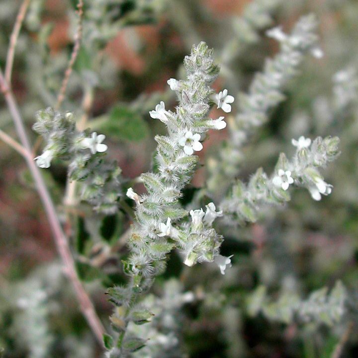 Aloysia wrightii image