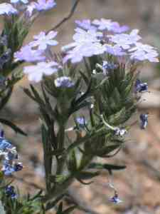 Image of Verbena bipinnatifida