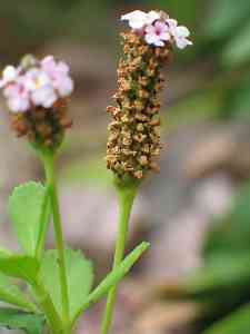 Phyla nodiflora image