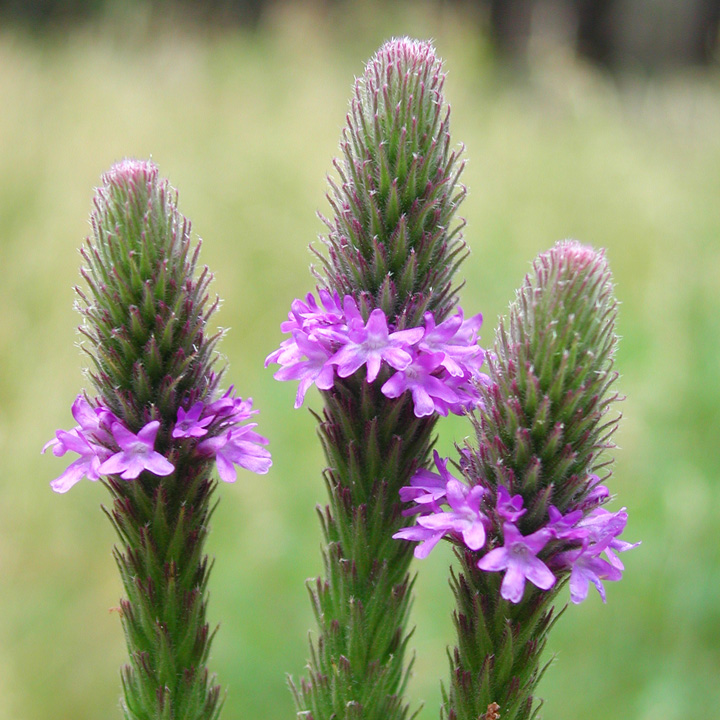 Verbena macdougalii image