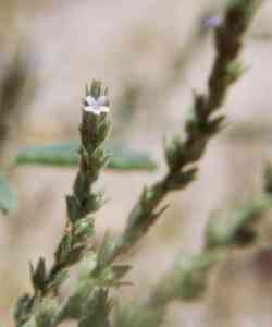 Image of Verbena gracilis