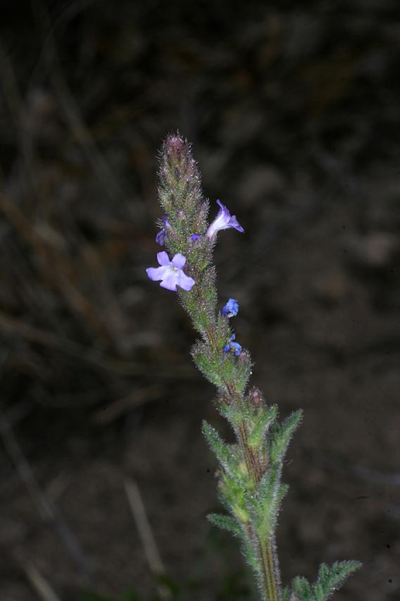 Verbena neomexicana var. neomexicana image