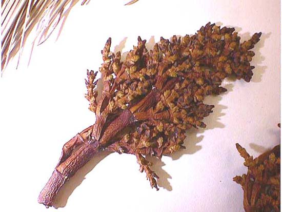 Santalaceae image