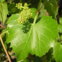 Image of Vitis arizonica