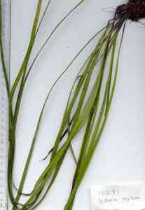 Media resource of Vittaria stipitata