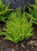 Image of Woodsia mexicana