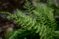 Woodsia mexicana image