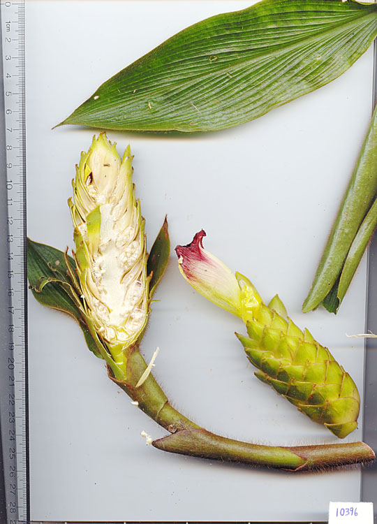 Zingiberaceae image