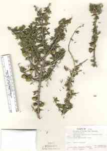 Image of Guaiacum angustifolium