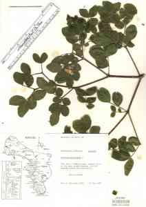 Media resource of Guajacum officinale