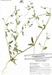 Kallstroemia parviflora image