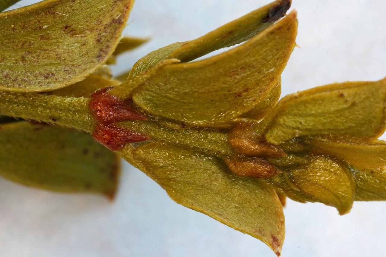 Larrea tridentata var. tridentata image