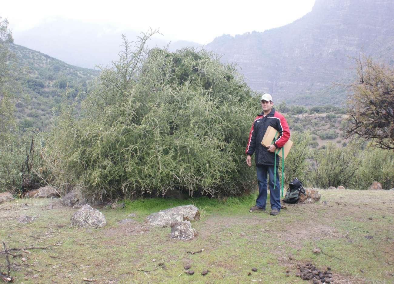 Porlieria chilensis image