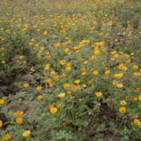 Kallstroemia grandiflora image