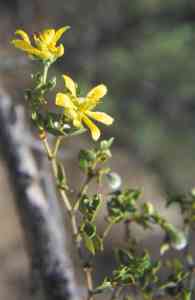 Larrea tridentata image