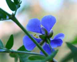 Guaiacum coulteri image