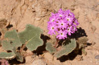 Abronia villosa image