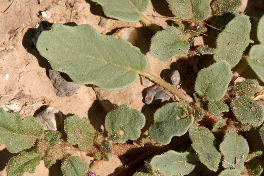 Abronia villosa var. aurita image