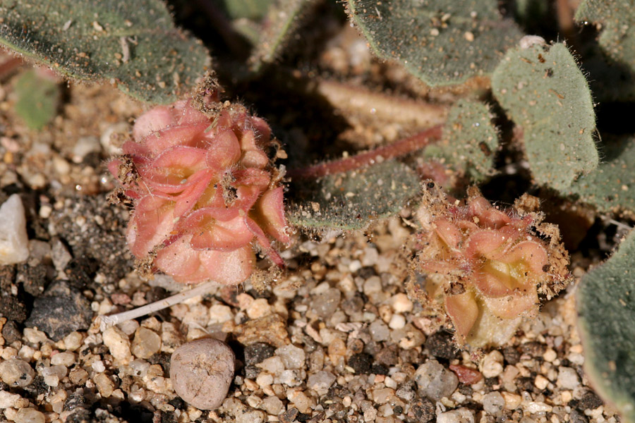 Abronia villosa var. aurita image