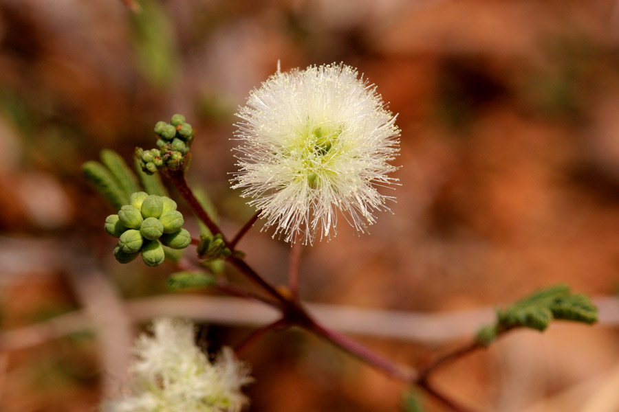 Acaciella angustissima var. texensis image