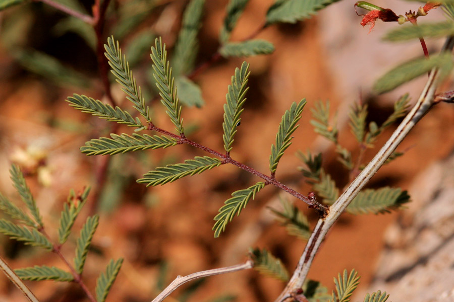 Acaciella angustissima var. texensis image