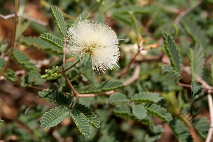 Acaciella angustissima var. texensis image