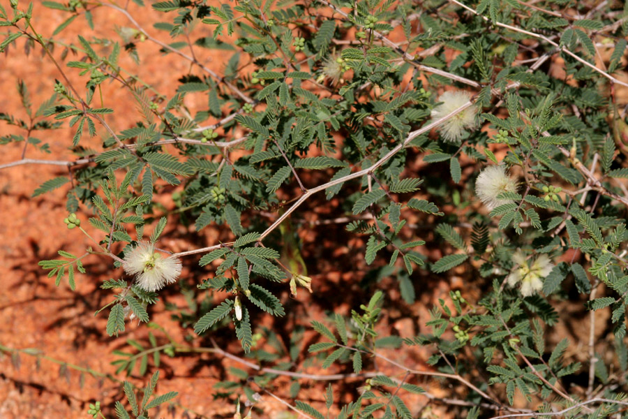 Acaciella angustissima var. texensis image