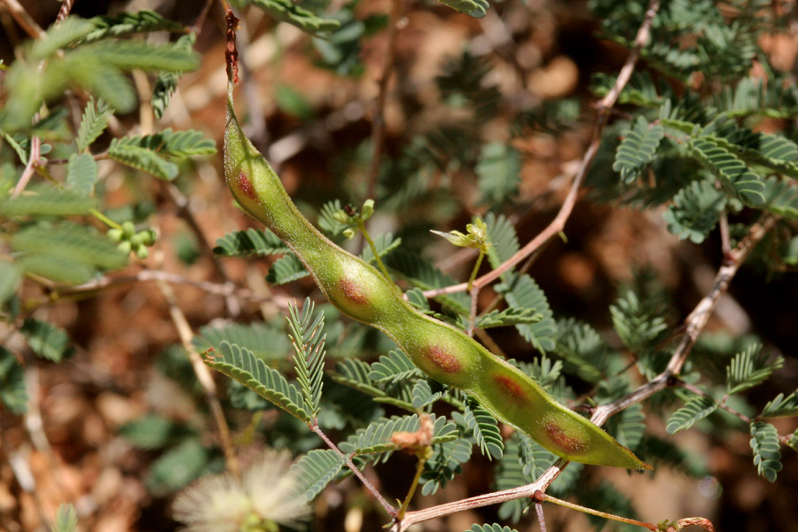 Acaciella angustissima var. texensis image