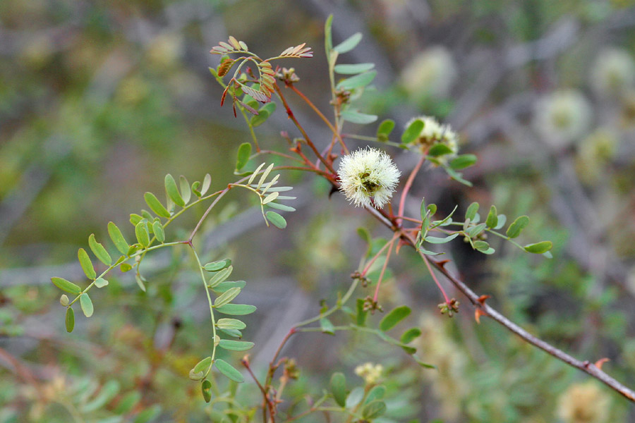 Acacia roemeriana image