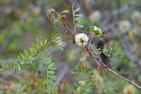 Image of Acacia roemeriana