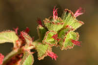 Acalypha californica image