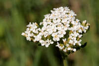 Achillea millefolium image