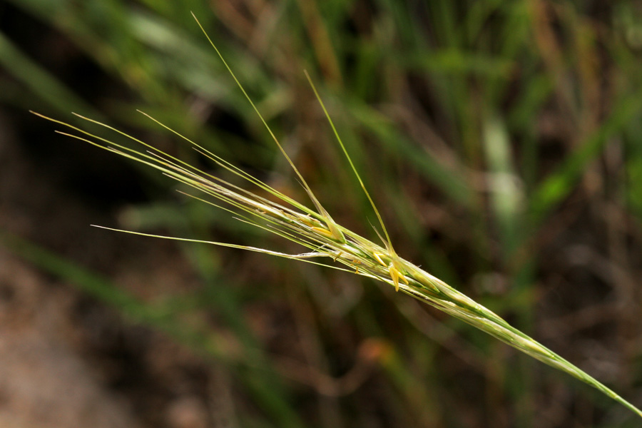 Achnatherum curvifolium image