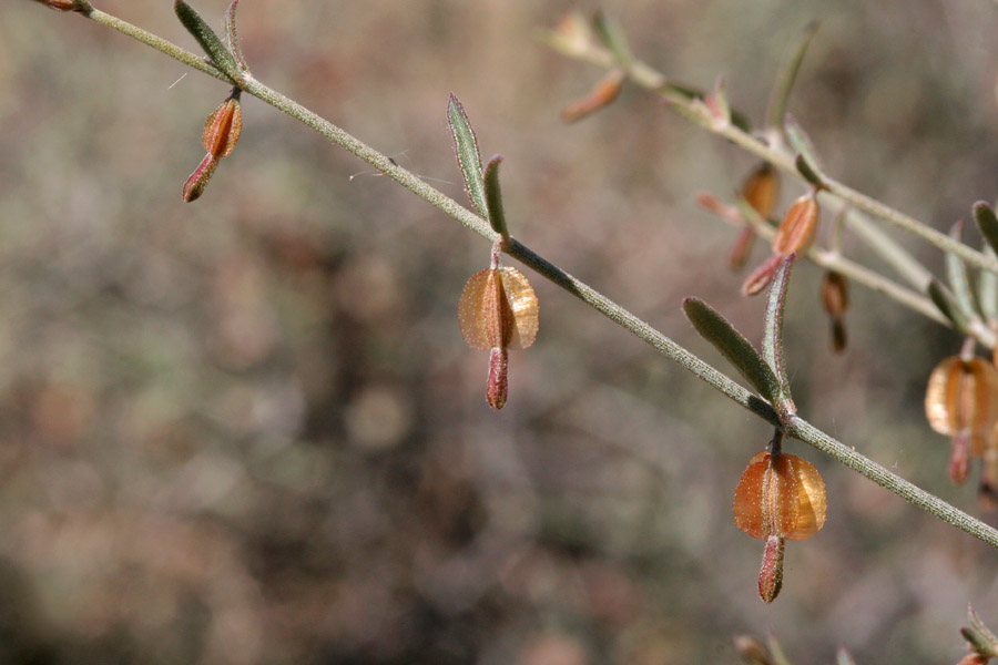 Acleisanthes angustifolia image