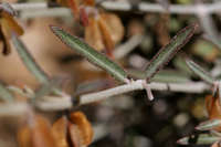 Acleisanthes angustifolia image