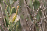 Image of Selinocarpus lanceolatus