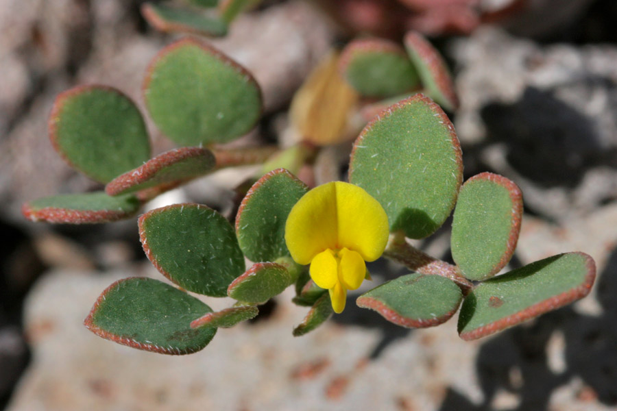 Acmispon wrangelianus image