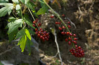 Actaea rubra image