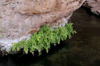 Adiantum capillus-veneris image